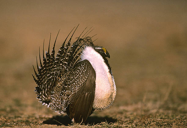 Male Sage Grouse in Full Strut stock photo