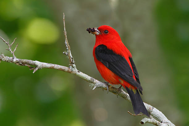 Male Scarlet Tanager Eating Mulberries stock photo