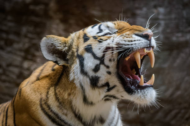 Male Siberian tiger yawning stock photo