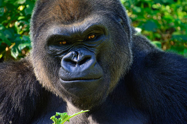 Male Silverback Western Lowland gorilla Male Silverback Western Lowland Gorilla Smiles as he eats his breakfast. gorilla stock pictures, royalty-free photos & images