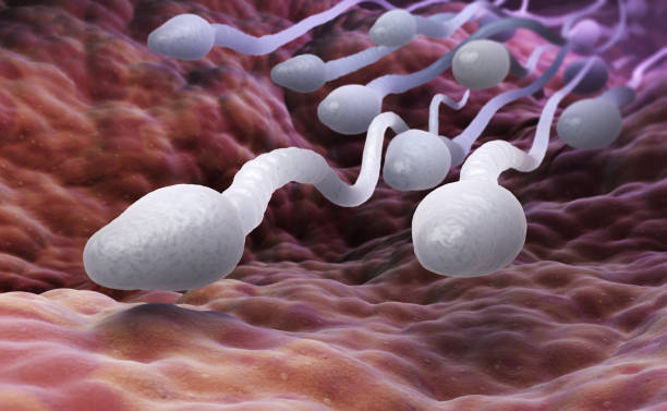 Male sperm cells stock photo