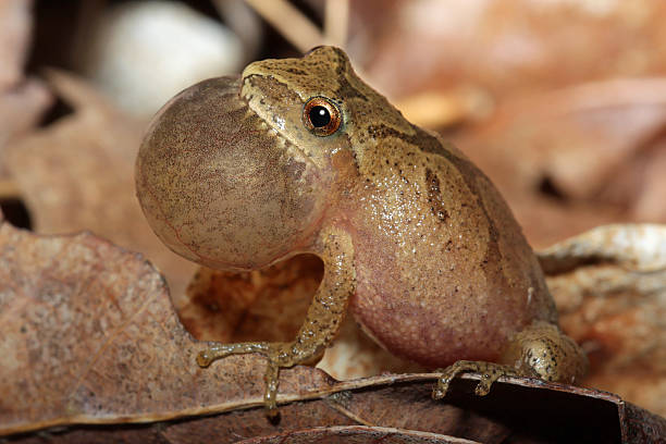 Male Spring Peeper Calling For a Mate stock photo