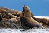 Profile of male Steller sea lion, 