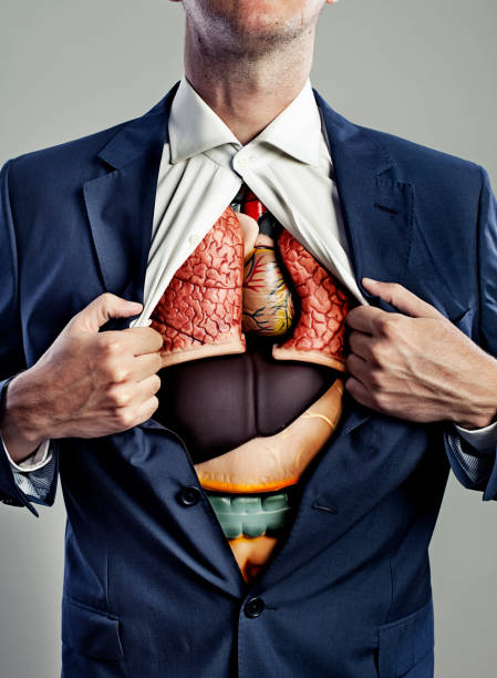 Male torso with internal organs visible stock photo