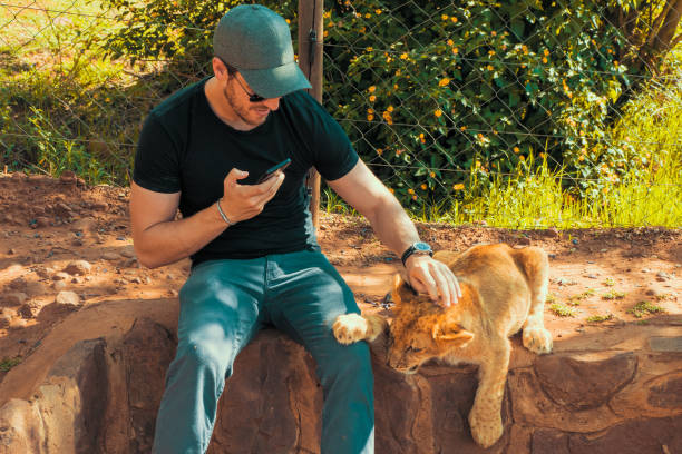 Male tourist touching, petting, stroking and cuddling a 4 month old lion cub (Panthera leo) at a breeding station, Colin's Horseback Africa Safari Lodge, Cullinan, South Africa stock photo