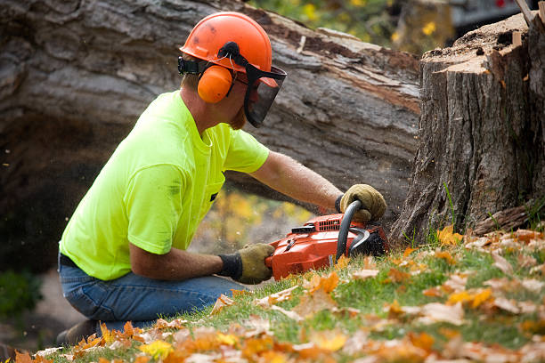 male tree cutter using a chainsaw picture - Where To Start with Services and More