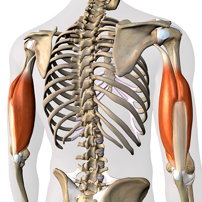 Questa immagine ha l'attributo alt vuoto; il nome del file è male-triceps-muscles-isolated-in-skeleton-on-white-background-picture-id1254439603