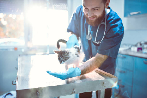 Male Vet Taking Care Of Cute Kitty Male Vet Taking Care Of Cute Kitty veterinarian stock pictures, royalty-free photos & images
