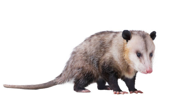 Male Virginia opossum (Didelphis virginiana) or common opossum.  Isolated on white background stock photo