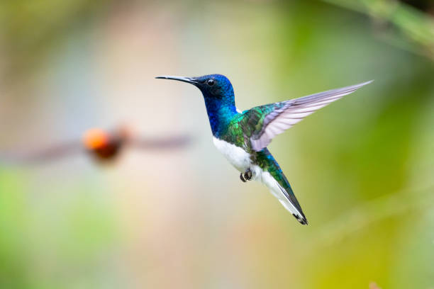 A male White-necked Jacobin hummingbird (Florisuga mellivora) hovering in the air with another hummingbird approaching in the background. Wildlife. Hummingbird flying. Bird in nature. hovering stock pictures, royalty-free photos & images