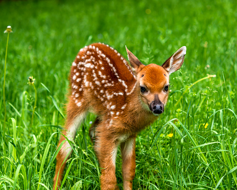 Male Whitetail Fawn Stock Photo - Download Image Now - iStock