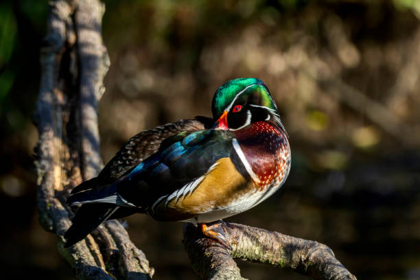 Photo of male wood duck sleeping on a tree branch