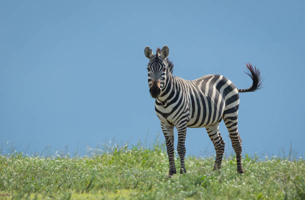 male zebra standing on green grass with blue sky in the background in ndutu tanzania - tanzania object imagens e fotografias de stock