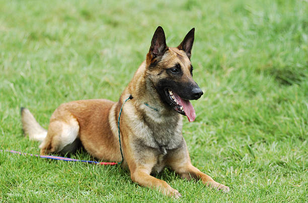 Malinois Malinois belgian culture stock pictures, royalty-free photos & images