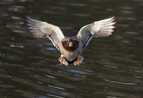Male mallard duck overlooking a river - Mølleåen - and keeping an eye on the photographer