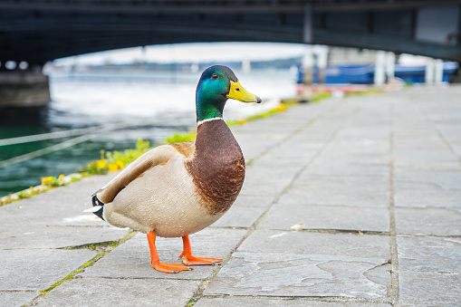 mallard duck in Geneve, Switzerland
