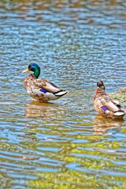 Mallard duck in a pond in summer