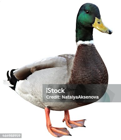 istock Mallard duck on white background 464988959
