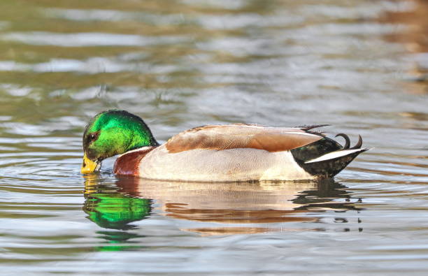 Mallard Duck stock photo