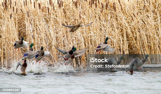 istock Mallard Duck Stock Photo 1310892387
