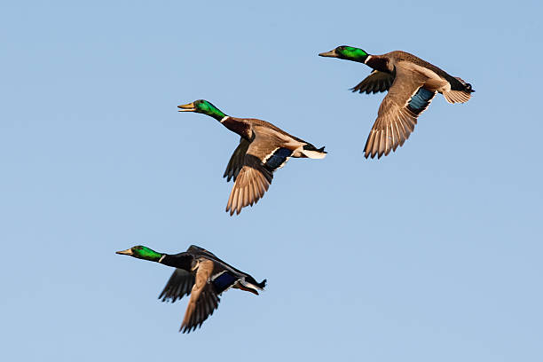 Mallard Ducks In Flight stock photo
