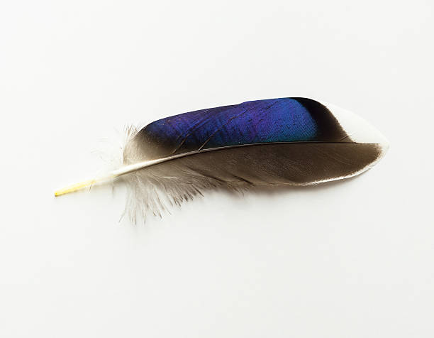 Mallard Feather stock photo