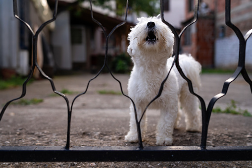 Maltese dog barking at camera trough gate