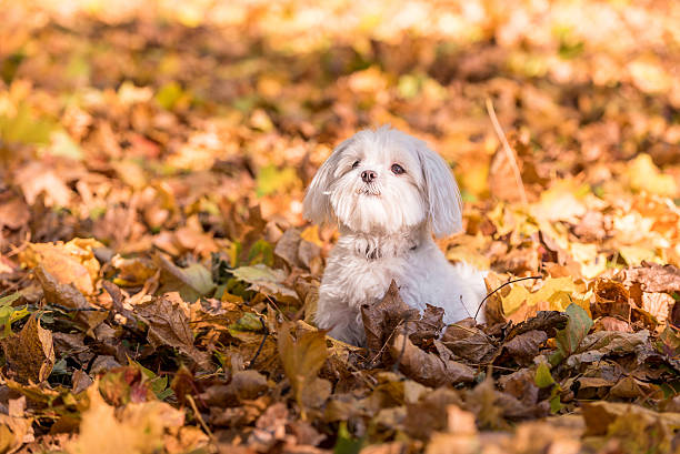 Maltese dog is sitting on the autumn leaves. Open Mouth. stock photo