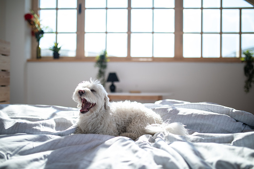 Fluffy Maltese dog lying on bed in bedroom in the morning, with opened snout