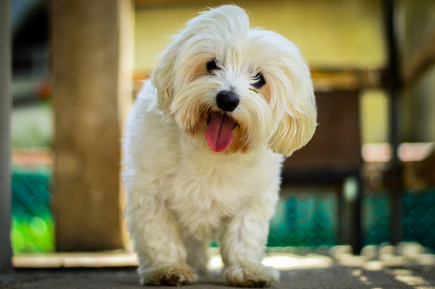 10,824 Maltese Dog Stock Photos, Pictures & Royalty-Free Images - iStock