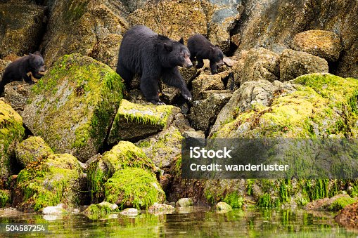 istock Mama bear and her two cubs hunt for clams 504587254