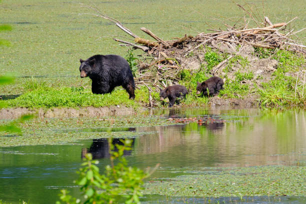 Mama bear and two cubs near beaver lodge. stock photo