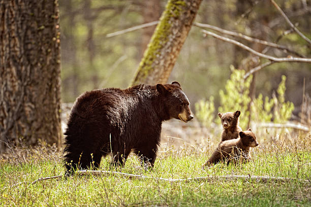 Mama Black Bear and Her Cubs  - Yellowstone National Park stock photo
