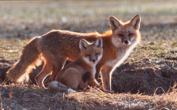 Mama Fox Posing with her Baby Kit stock photo