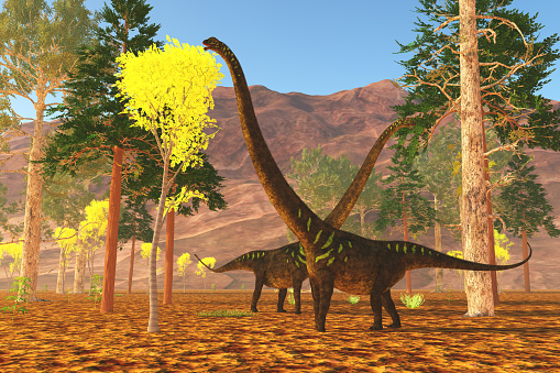 Mamenchisaurus youngi sauropod dinosaurs munch on trees during the Jurassic Period of China.