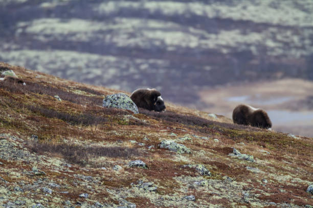 Mammal wildlife with Musk Ox, Autumn scenery in the Dovrefjell, Norway stock photo