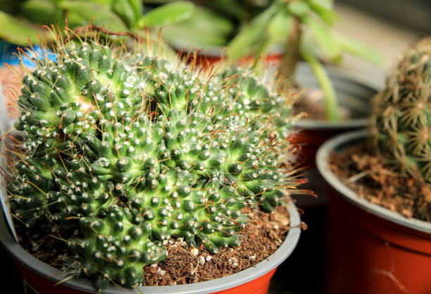 mammillaria painteri cactus in the garden - needle spiking stockfoto's en -beelden