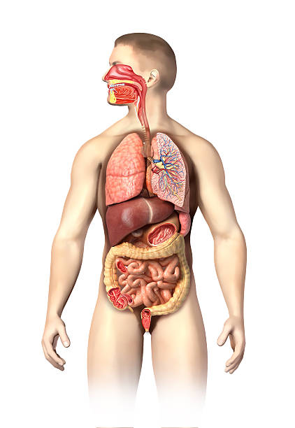 Man anatomy full respiratory and digestive systems cutaway. stock photo