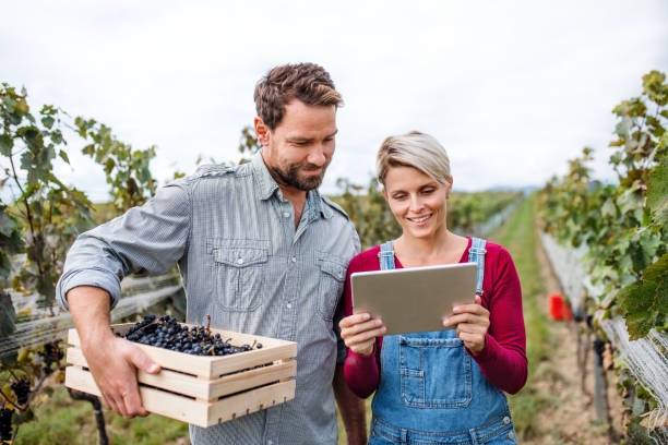 man and woman with tablet working in vineyard in autumn, harvest concept. - technology picking agriculture imagens e fotografias de stock