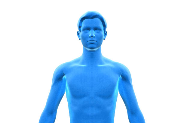 Man, Body of Human Male, 3D, Upper Torso stock photo