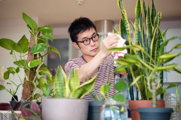Man caring for his indoor plants stock photo