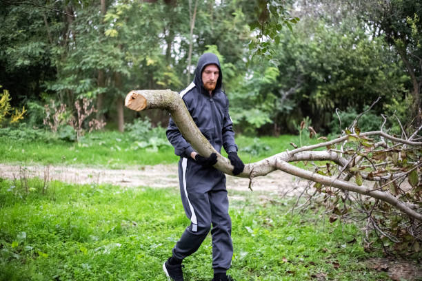 man carries a branch of a cut dry tree. Pruning trees in the garden stock photo