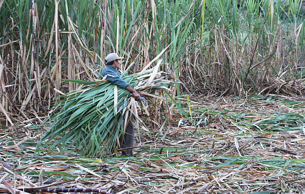 Man Carries Cut Sugar Cane in Peru stock photo