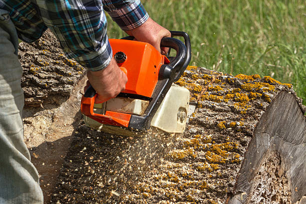 Man cuts a fallen tree. Man cuts a fallen tree, dangerous work. tree service stock pictures, royalty-free photos & images