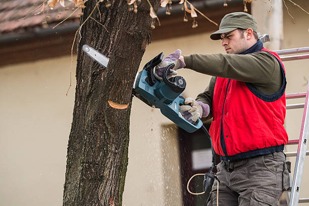 Man cutting a branch with chainsaw in the yard stock photo