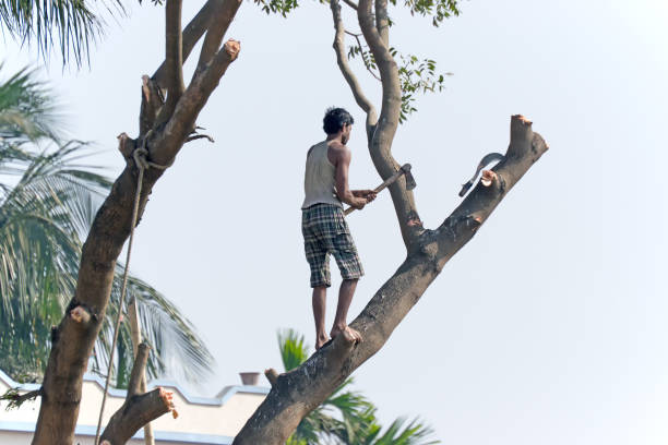 Man cutting a tree stock photo