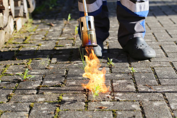 Man destroying weeds with the weed burner stock photo