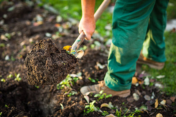 Man digging the garden soil with a spud Senior man gardening in his garden, watering plants, using garden equipment, digging the garden soil with a spud digging stock pictures, royalty-free photos & images