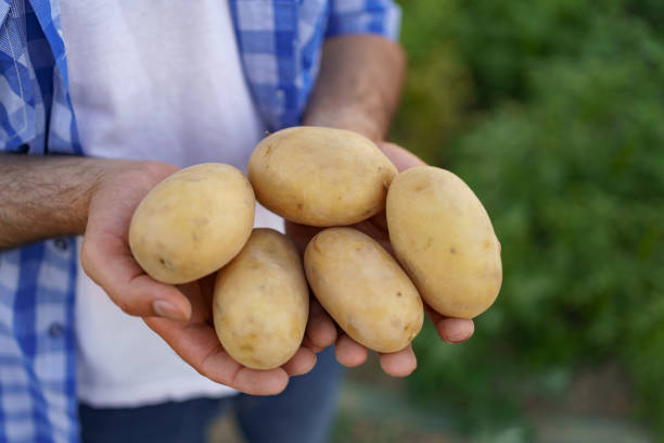 Man farmer holding potatoes in hands stock photo