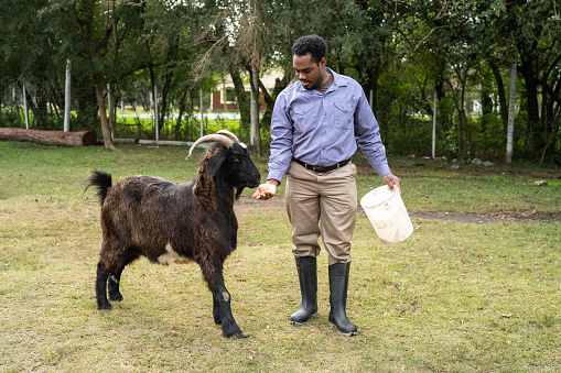 Animal farmworkers holding a bucket feeding a goats outdoors in the field. Goat farm employee taking care of livestock.